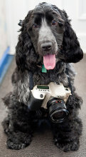 DogAndCamera-donebythehandsofabrokenartist.jpg