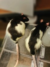 Aaron Blaisdell two lab rats.jpg