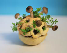 Edible Growth