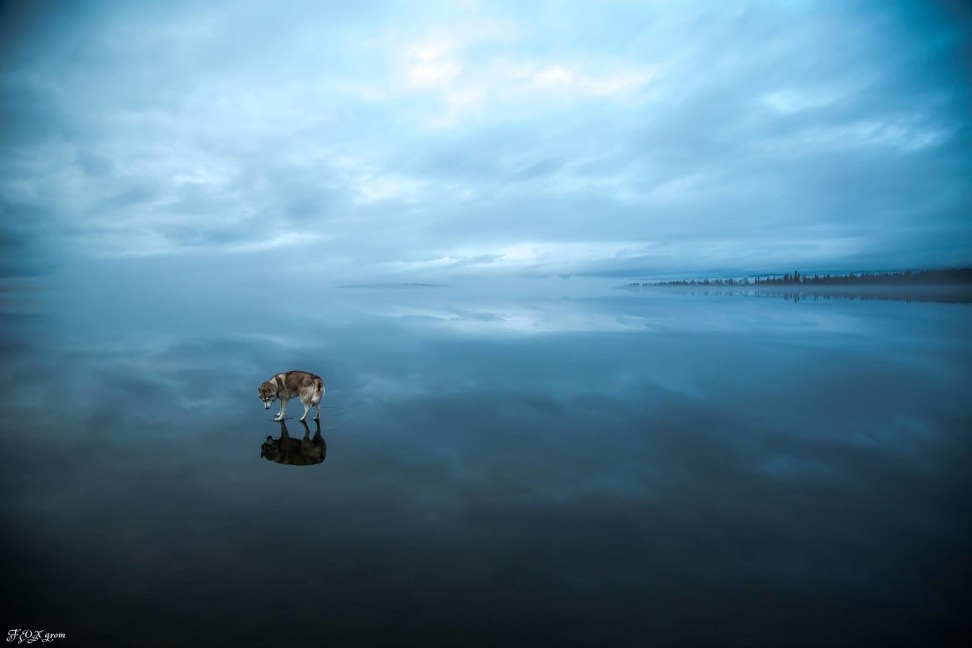 Huskies-Walking-On-Water-5.jpg
