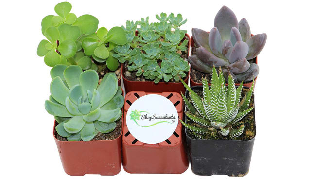 Succulents