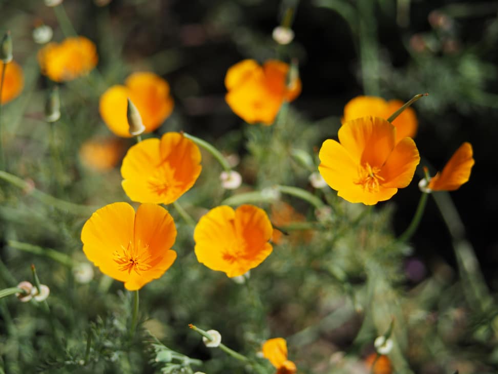 Panasonic 42.5mm f/1.7 Sample 6