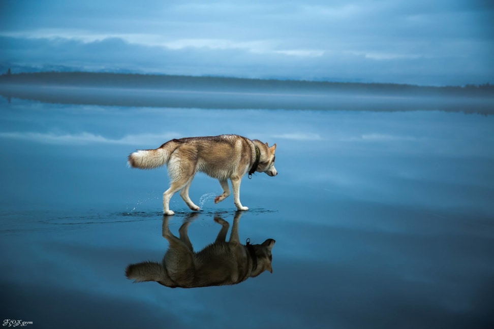 Magical Photos Show Huskies Walking on Water Cameras