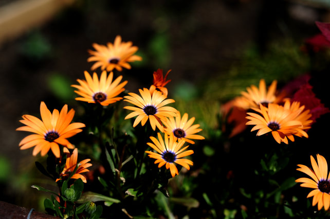 SIGMA-50MM-NIKON-SAMPLES-FULL-5.jpg