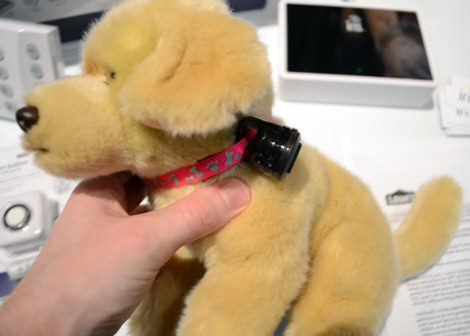 Dog-470.jpg