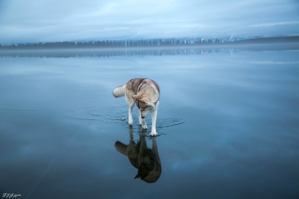 Huskies-Walking-On-Water-11.jpg