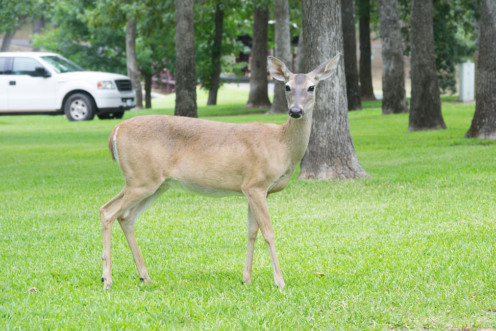 Deer