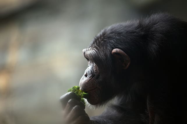 Chimp