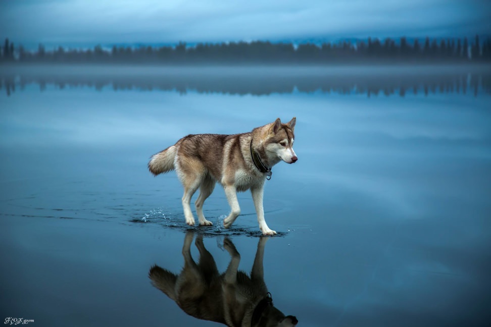 Huskies-Walking-On-Water-1.jpg