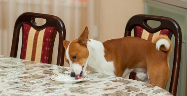 dog