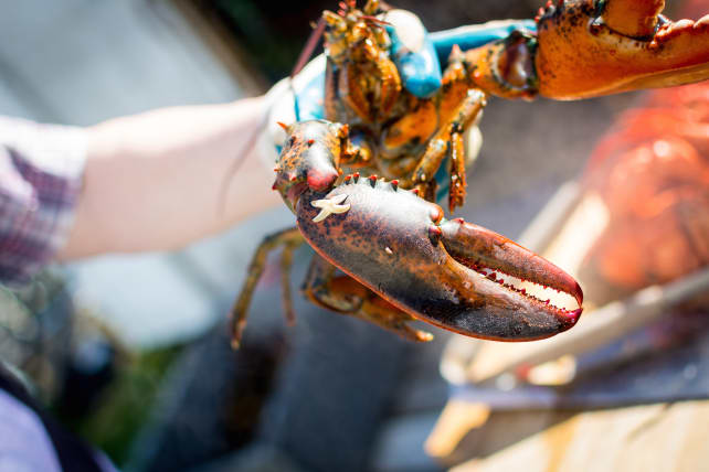 Lobster with a Little Starfish