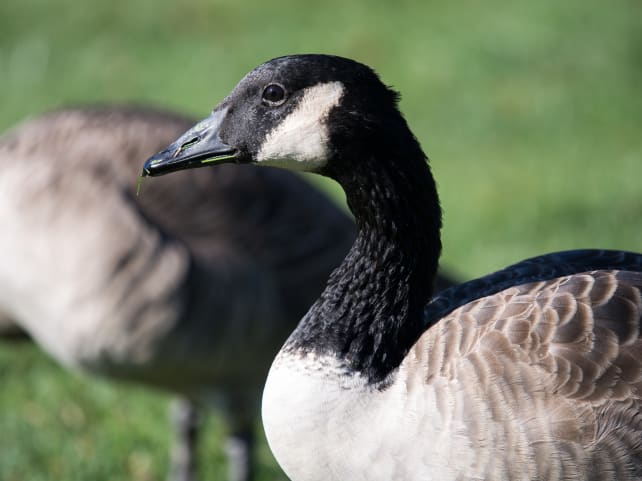 Olympus 40–150mm Pro – Sample #20