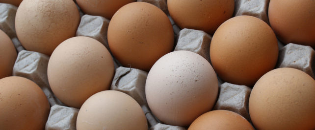 Eggs