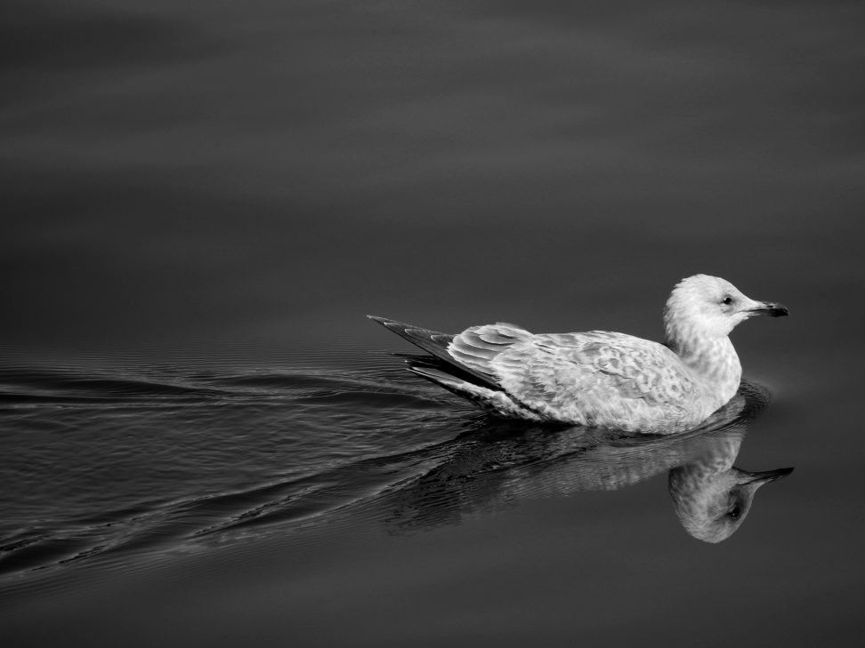 Gull