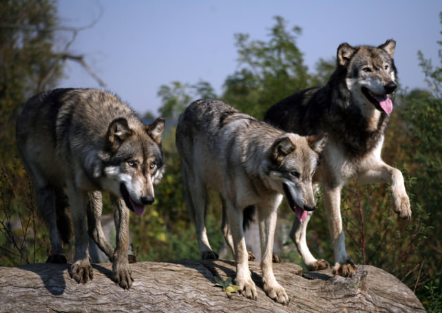 Werewolf