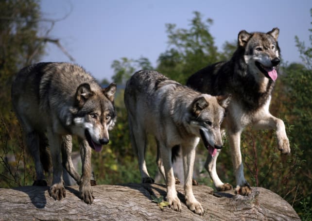 Werewolf