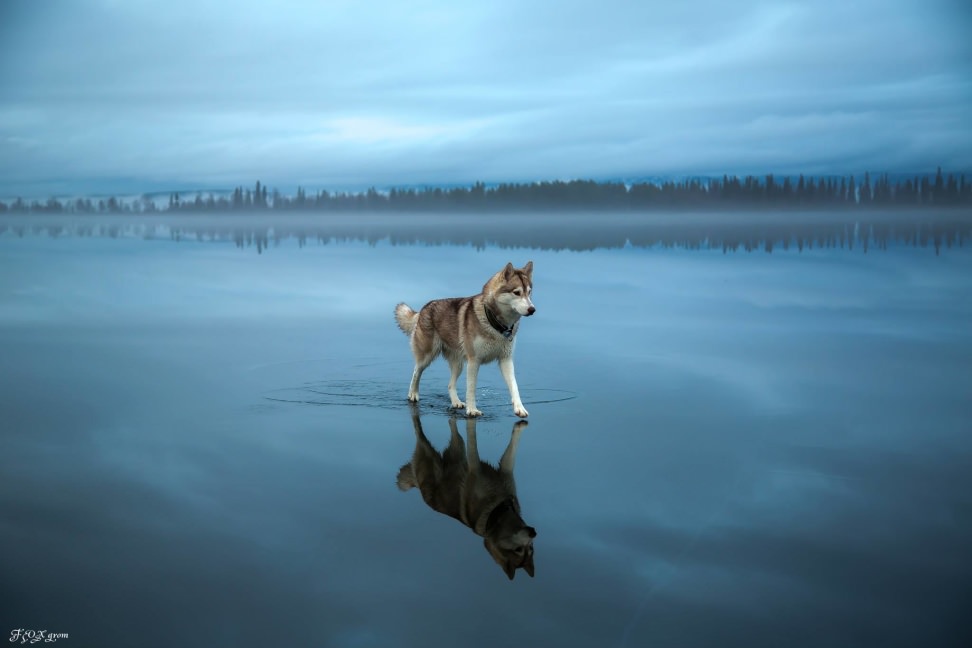 Huskies-Walking-On-Water-3.jpg